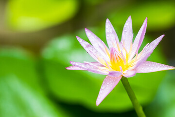 Fototapeta premium Beautiful pink water lilies, pink water lilies with leaves blurred background