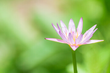 Beautiful pink water lilies, pink water lilies with leaves blurred background