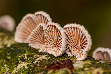 Mold fungus lined up on the tree.