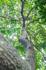 Trees, branches and leaves in forest, sunlight background, natural green wood