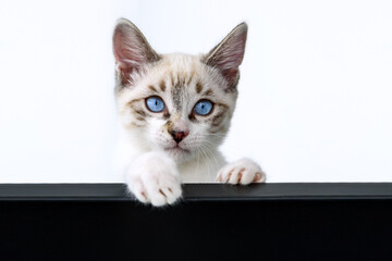 Cat kitten hanging over blank poster or board