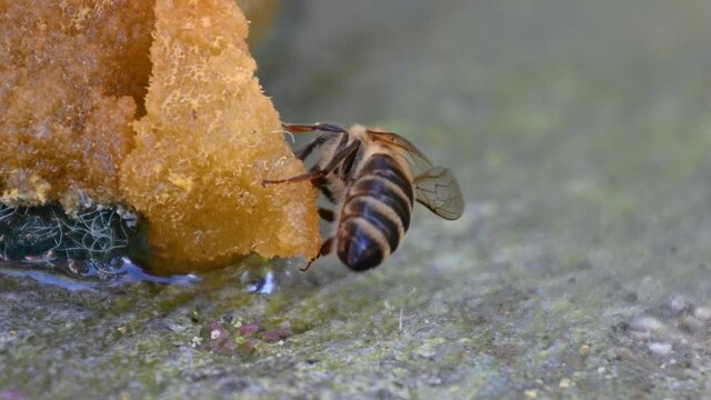 Apis mellifera carnica or Carniolan honey bee drinking water from wet sponge. Drought in summer season. Helping bees survive. Extreme close up, macro view, static shot, 4K