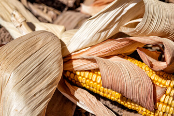 Cobs of ripe golden corn in dry foliage close-up