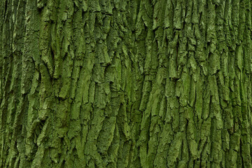 tree bark with green moss and lichen