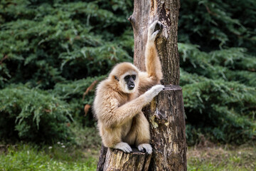 Gibbons belong to the group of lesser apes. Gibbons live in subtropical and tropical rainforest from eastern Bangladesh to Northeast India to southern China and Indonesia