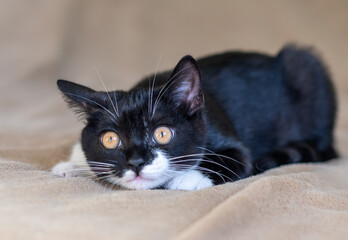 Cute british shorthair kitten  Selective soft focus
