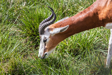 The impala  is a medium-sized antelope found in eastern and southern Africa. Antelope portrait....