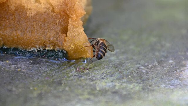 Apis mellifera carnica or Carniolan honey bee drinking water from wet sponge. Drought in summer season. Helping bees survive. Extreme close up, macro view, static shot, 4K
