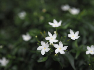 Fototapeta na wymiar Gardenia, Rubiaceae Small perennials leaves are rounded, oval, pointed leaves, single flowers branch. flowers are fragrant, White flower blooming and green leaves in garden on nature background