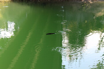 water drops create a line in the lake