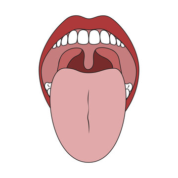 Human Mouth and Tongue. Oral Cavity Isolated
