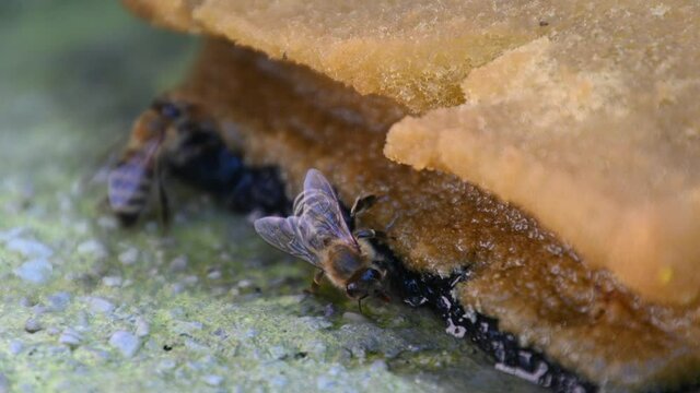 Apis mellifera carnica or Carniolan honey bee drinking water from wet sponge. Drought in summer season. Helping bees survive. Extreme close up, macro view, static shot, 4K