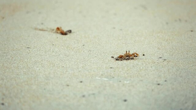 crab coming out from the sand near beach