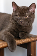 Fototapeta premium Cute british shorthair kitten Selective soft focus