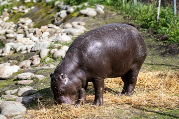 Baby hippo eating grass. Baby hippopotamus in the summer.
