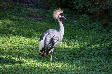 Crane bird standing on green grass. Portrait of crowned bird.