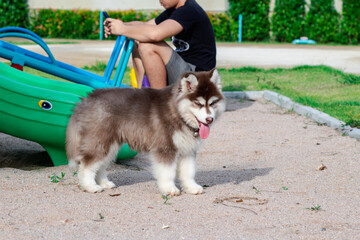 Naklejka na ściany i meble Cute siberian husky puppy in the playground. dog jumps on the playground..