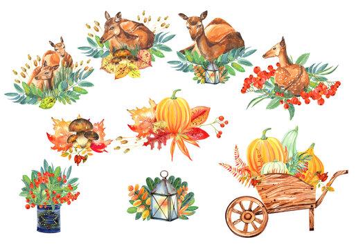 Autumn orange pumpkins in a wheelbarrow, cute deers, lantern, mushrooms. Clipart on white background .
 Stock illustration. Hand painted in watercolor.