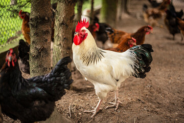 Rooster on farm running free. Domestic cock bird in the country side. Chicken portrait.