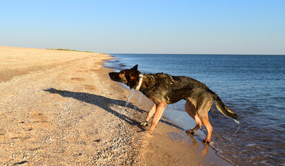 Fototapeta na wymiar a brown dog comes out of the sea and shakes its fur from the water. sea holidays for quadrupeds
