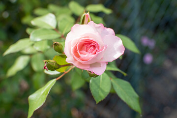 Rosafarbene Rosenblüte mit Knospen