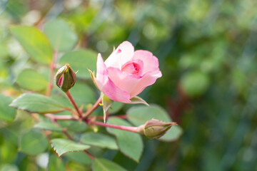 Rosafarbene Rosenblüte mit Knospen