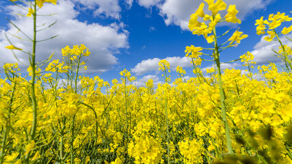 Obraz premium Canola flowers