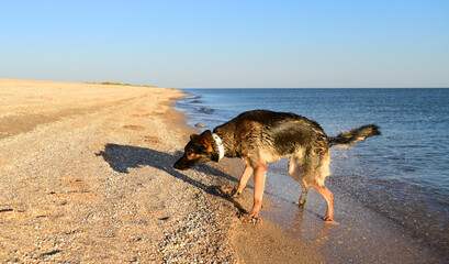 Fototapeta na wymiar a black dog shakes water from its fur after swimming in the sea