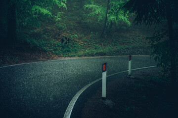 Mountain road during a heavy rain in the woodland Concept of life on the road and travel