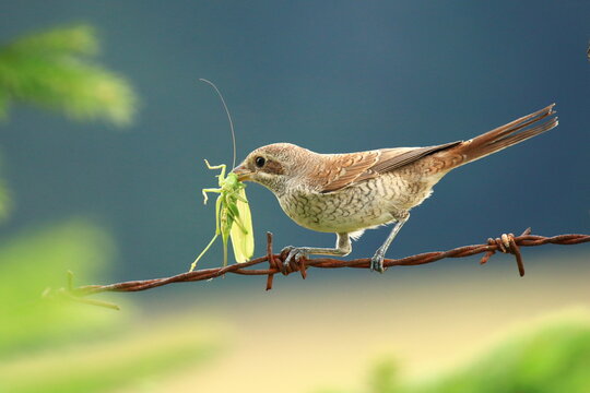 Red-backed shrike female on spiny wire with food for young birds - Powered by Adobe