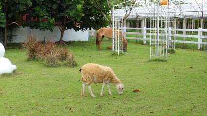 herd of sheep