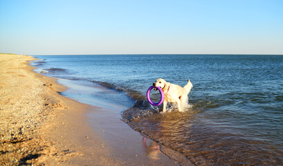 a white dog comes out of the sea with a puller in its teeth . Golden Retriever on the seashore