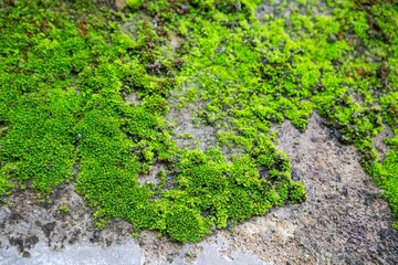 Fototapeta premium Abstract blurred fresh green moss growing on old cement wall background, outdoor day light