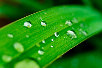 Waterdrops on grass