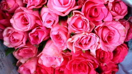 pink roses background