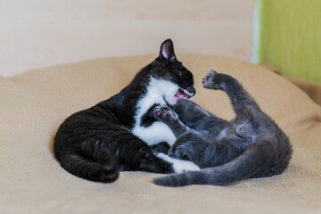 Cute british shorthair kittens are  playing.  Selective soft focus