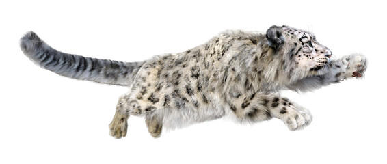 Obraz premium Renderowanie 3D Snow Leopard na białym tle