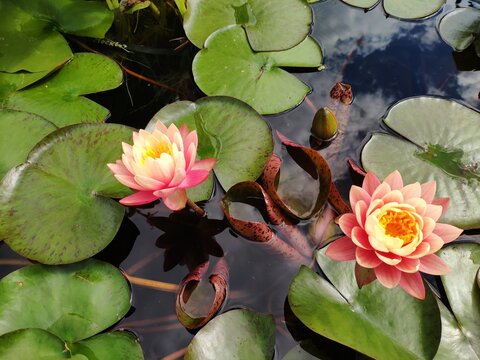 Beautiful waterlily flower, lotus blooming on pond