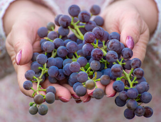Isabella grapes in female hands. Used in winemaking