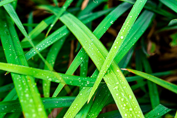 Waterdrops on grass