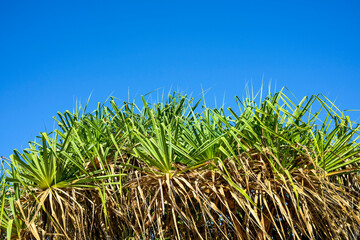 Pandanus spiralis in the Northern Territory of Australia