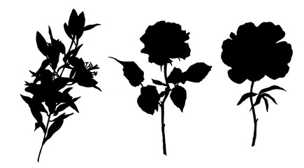 Set of flowers silhoutte isolated rose lily peony  illustration