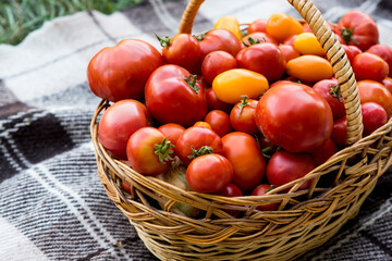 A basket with tomatoes on a blanket. Fresh organic food from the garden.