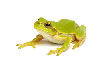 Green tree frog isolated on white