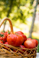 A basket with tomatoes on a blanket. Fresh organic food from the garden.