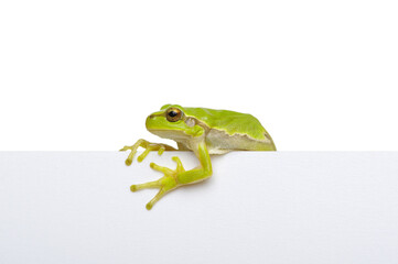 Green frog showing signboard over white background.