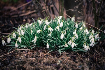 green moss on the ground