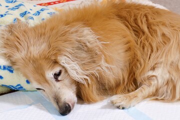 眠る18歳の老犬　ミニチュアダックスフント