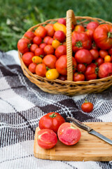 A cut tomatoes on a plank. Harvesting by autumn. Against the background of a large basket of tomatoes.