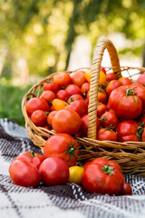 A basket with tomatoes on a blanket. Fresh organic food from the garden.